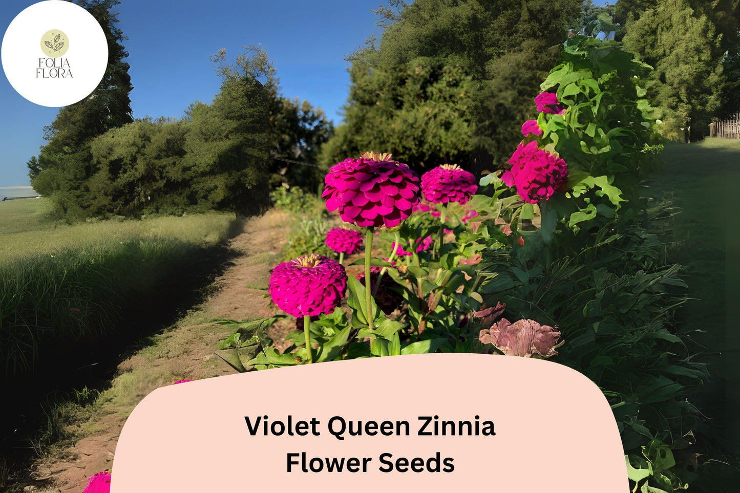 Violet Queen Zinnia Seeds: Tall Purple Blooms, Cut Flowers