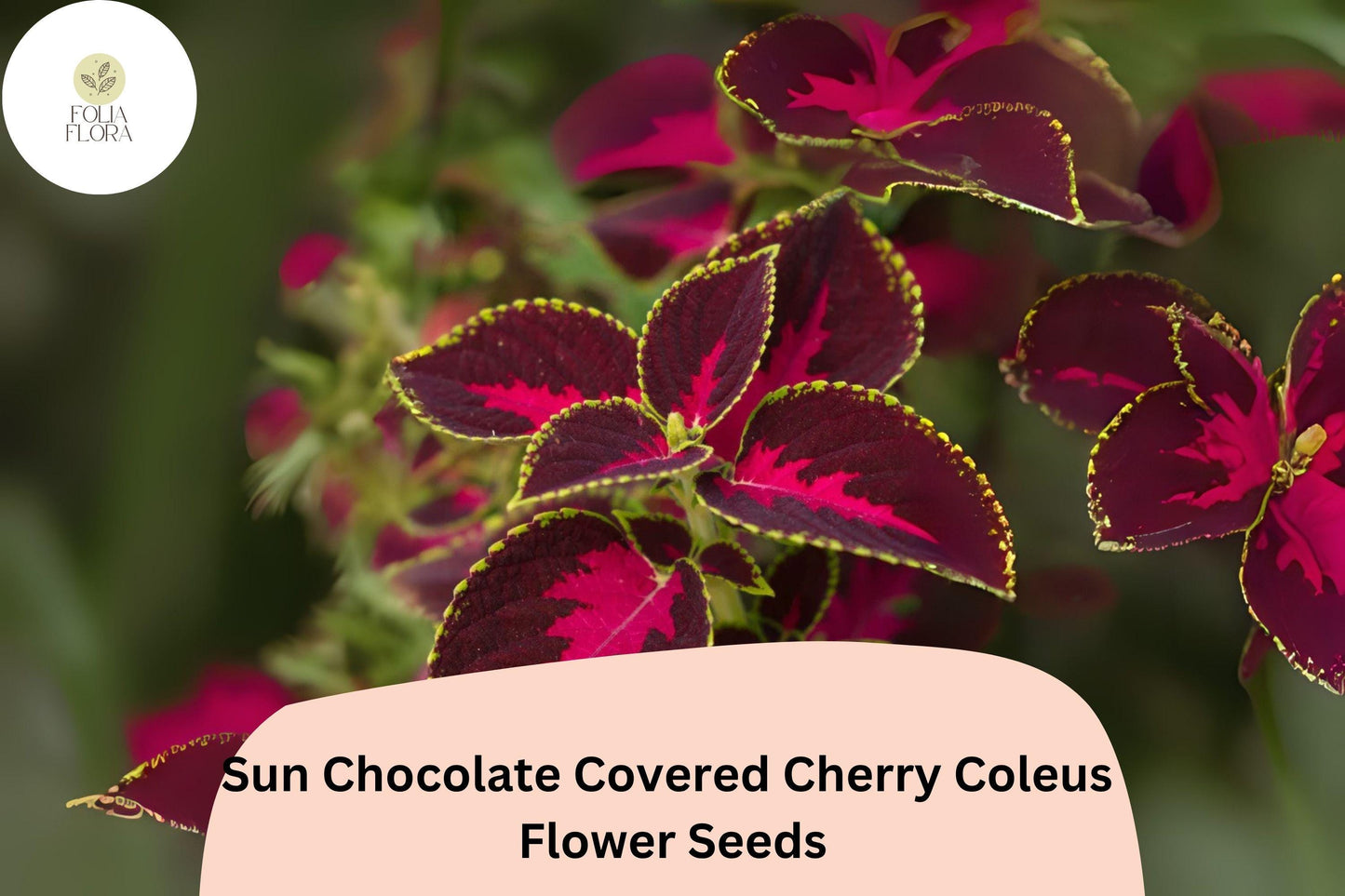 25+ Sun Chocolate Covered Cherry Coleus Seeds | Premium Shade Plant | Red Green Foliage Annual | Garden Bedding Seeds