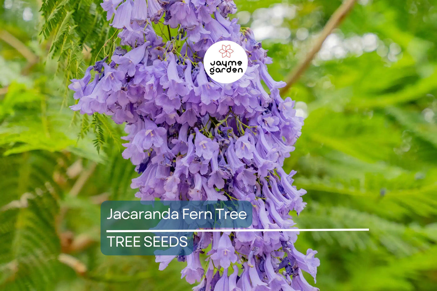 20 Jacaranda Fern Tree Seeds (Jacaranda mimosifolia) – Blue Flowers, Fast-Growing, 50ft Mature Height