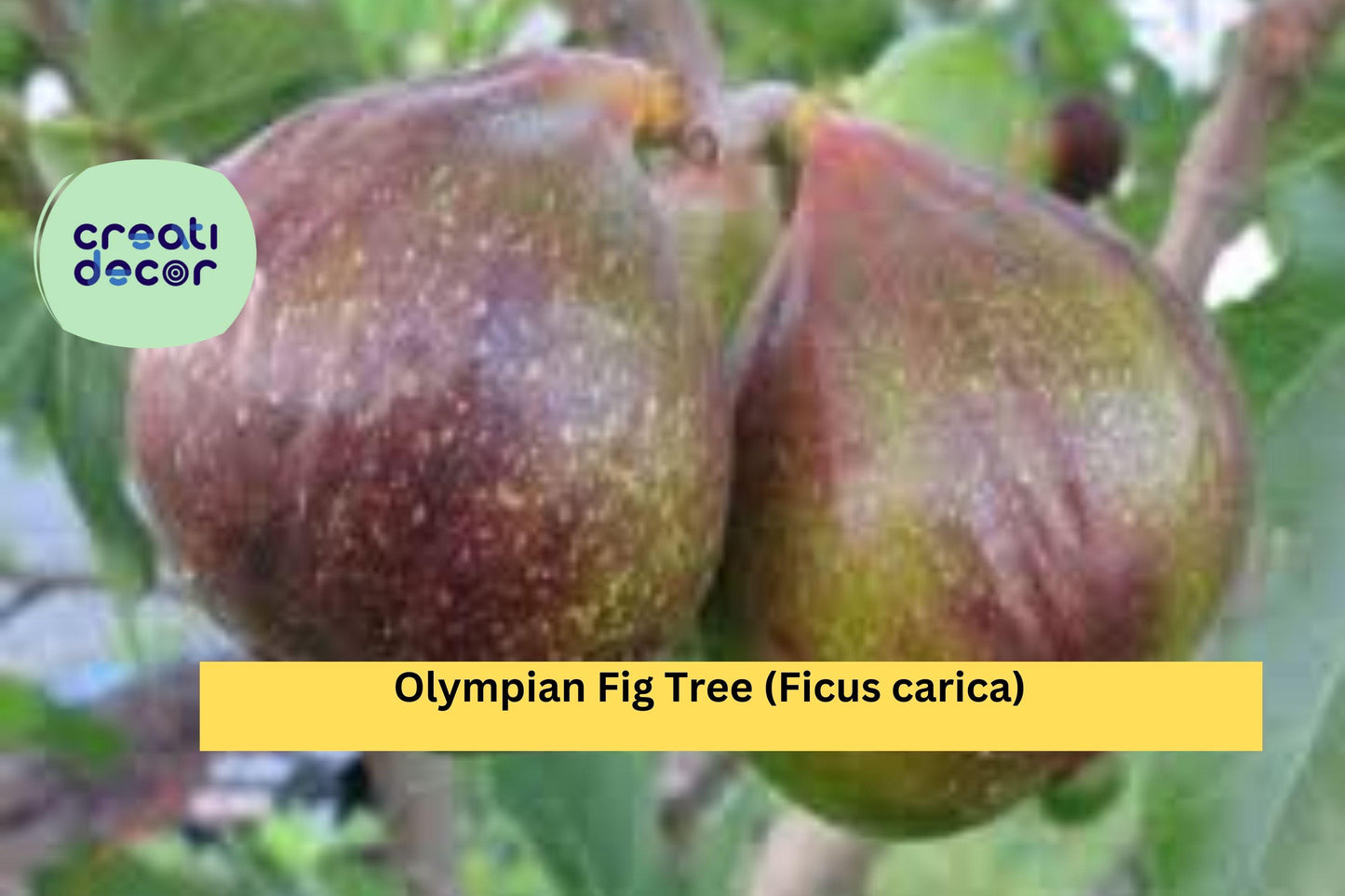 Olympian Fig Tree – Live Starter Plant Bare Root Ficus carica, Hardy Fruit Tree with Large Sweet Figs for Home Orchard or Garden
