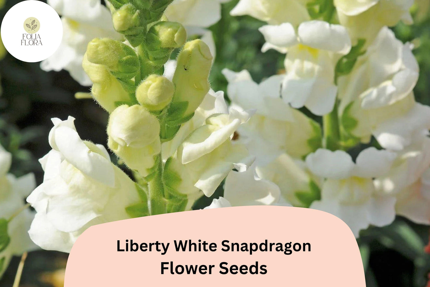 Antirrhinum majus Liberty White Snapdragon Seeds – 1000+ Pure White Blooms for Garden & Cut Flowers