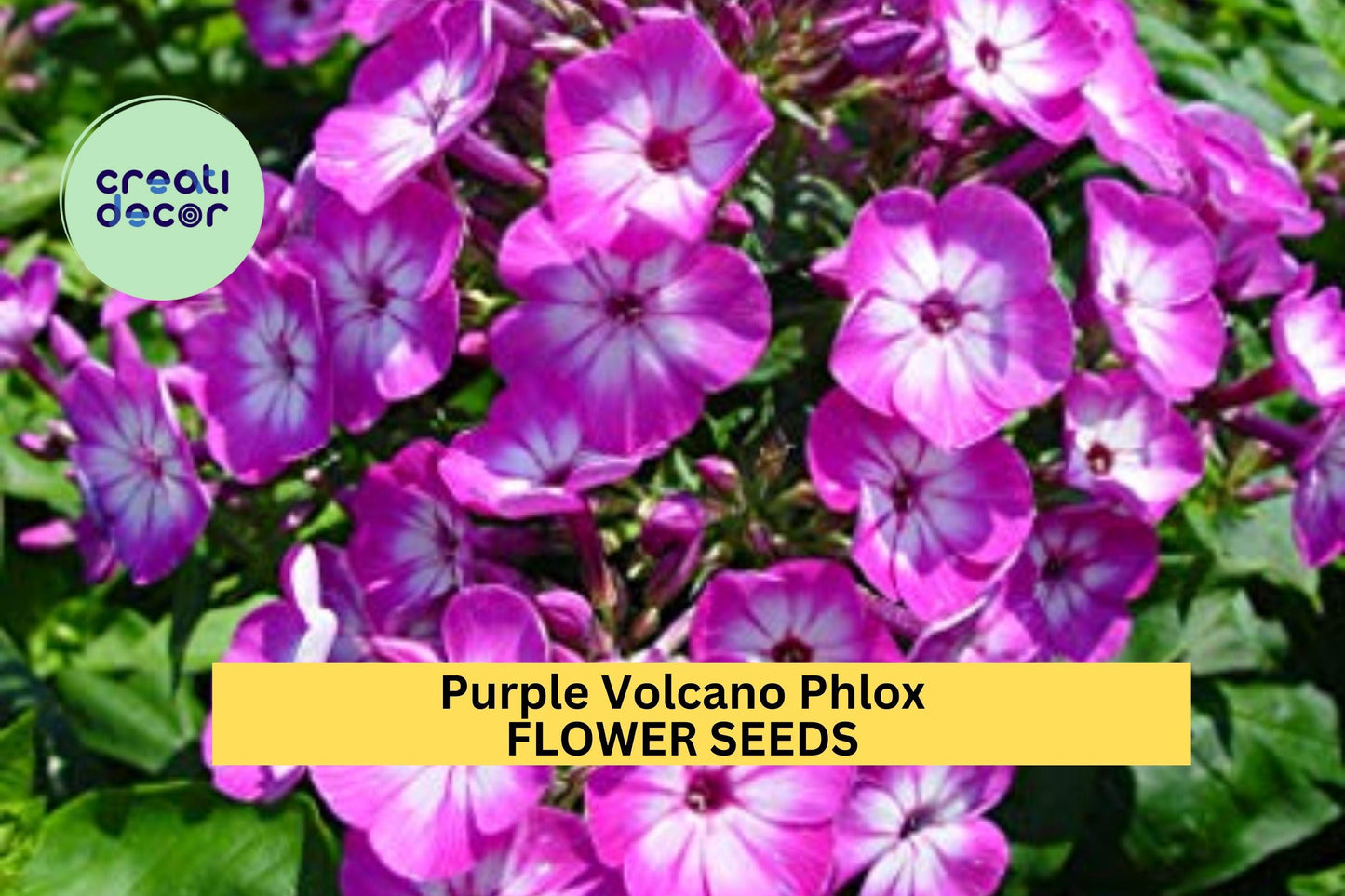 100+ Purple Volcano Phlox Seeds – Fragrant Purple Cluster Blooms for Garden Planting, Pollinator-Friendly Perennial – USA