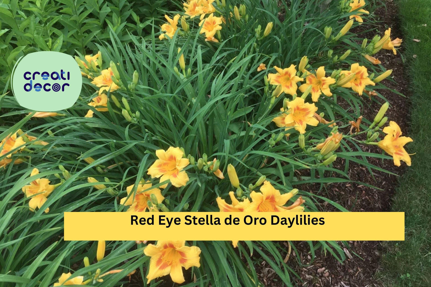 4 Red Eye Stella de Oro Daylilies – Live Bare Root Plants, Hardy Perennial Flowers with Repeat Blooms for Borders and Garden Beds