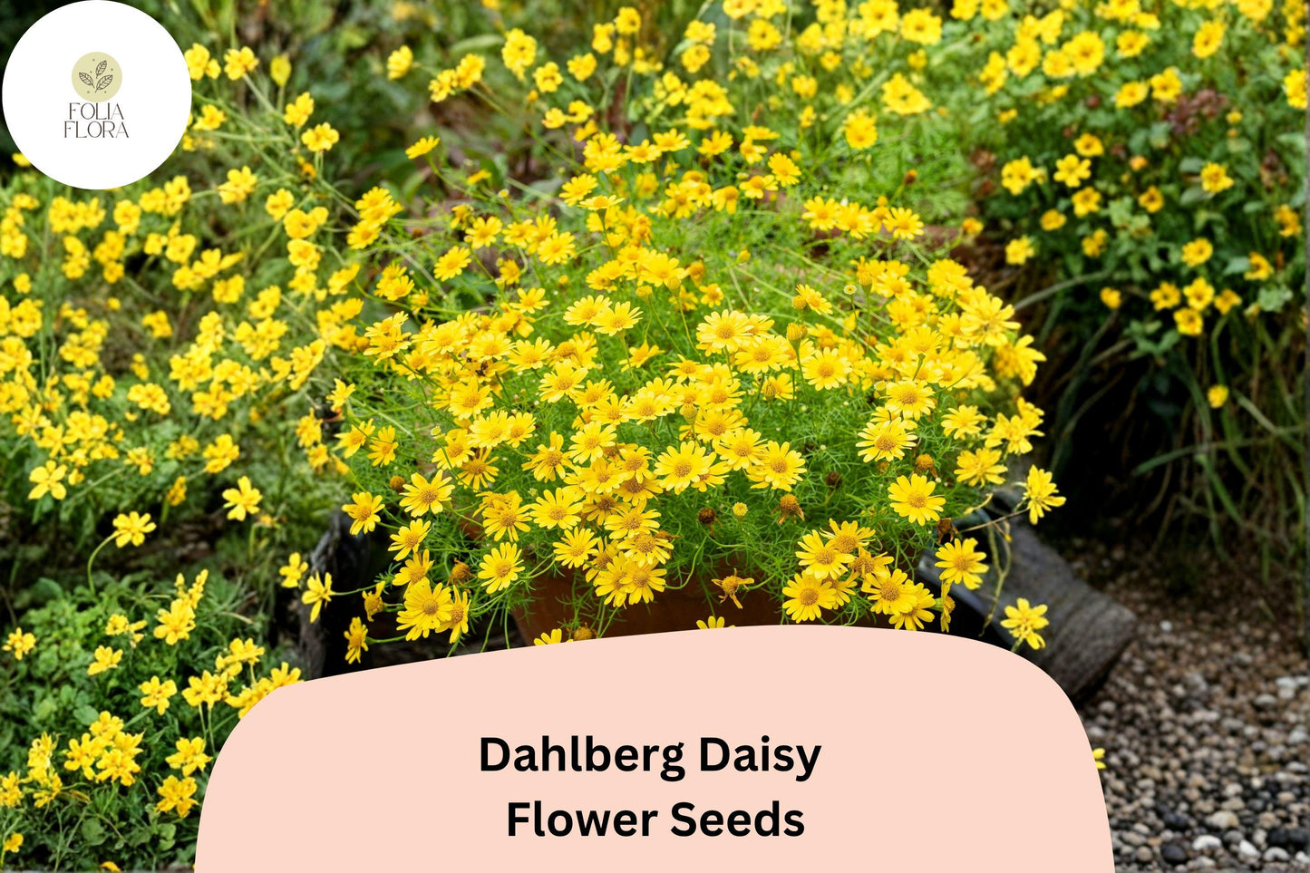 200+ Dahlberg Daisy Seeds | Thymophylla tenuiloba | Golden Yellow Mini Blooms | Low-Growing Annual Flower