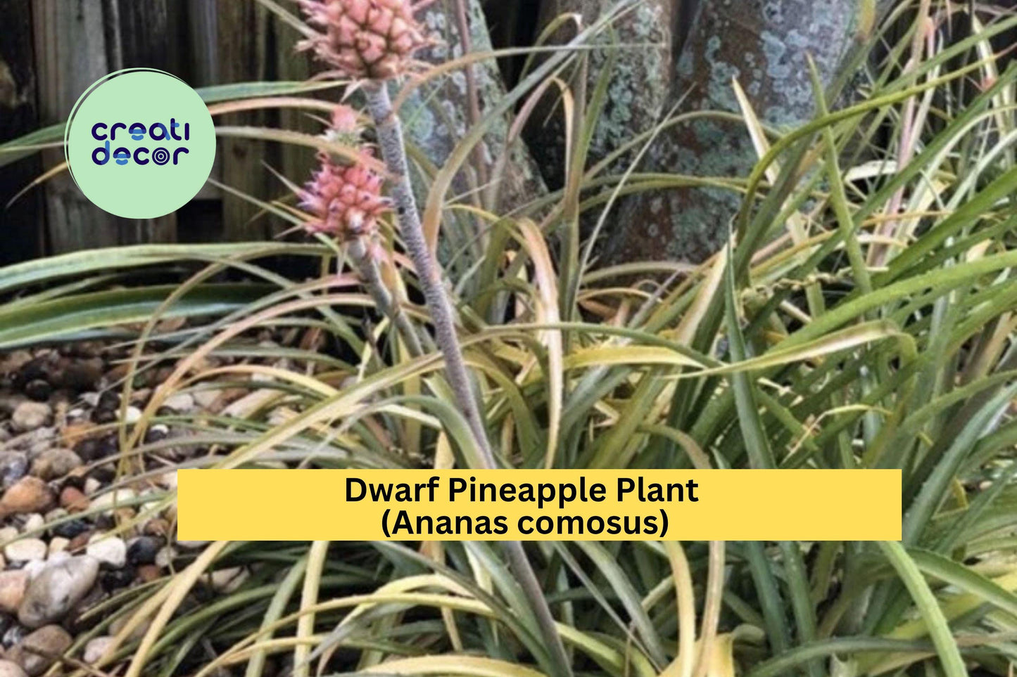 Dwarf Pineapple Plant | Live Rooted Ananas comosus Starter | Tropical Ornamental or Edible Patio Plant for Containers & Indoor Décor