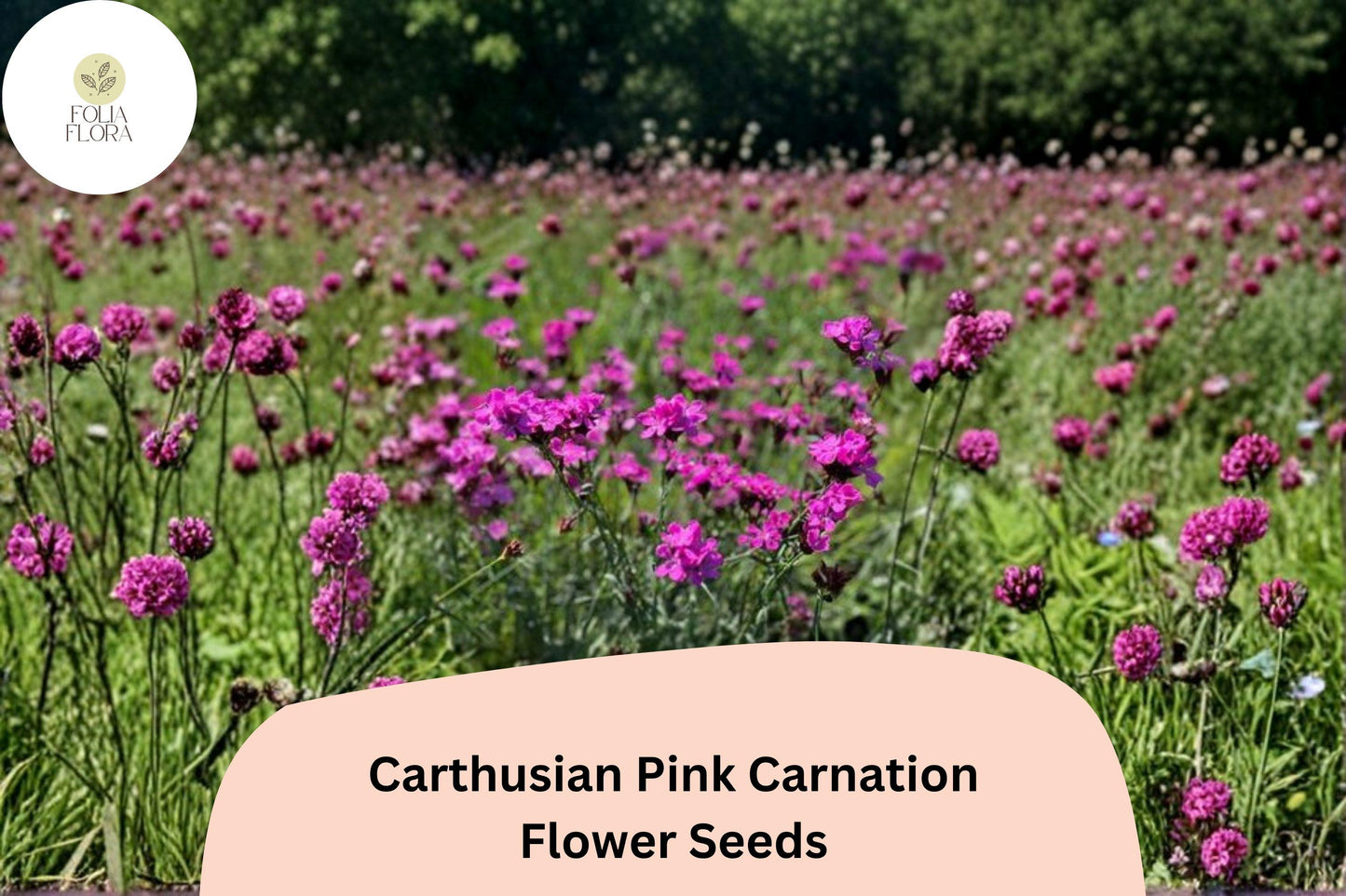 200+ Carthusian Pink Carnation Seeds | Dianthus carthusianorum | Bright Pink Blooms for Garden & Borders