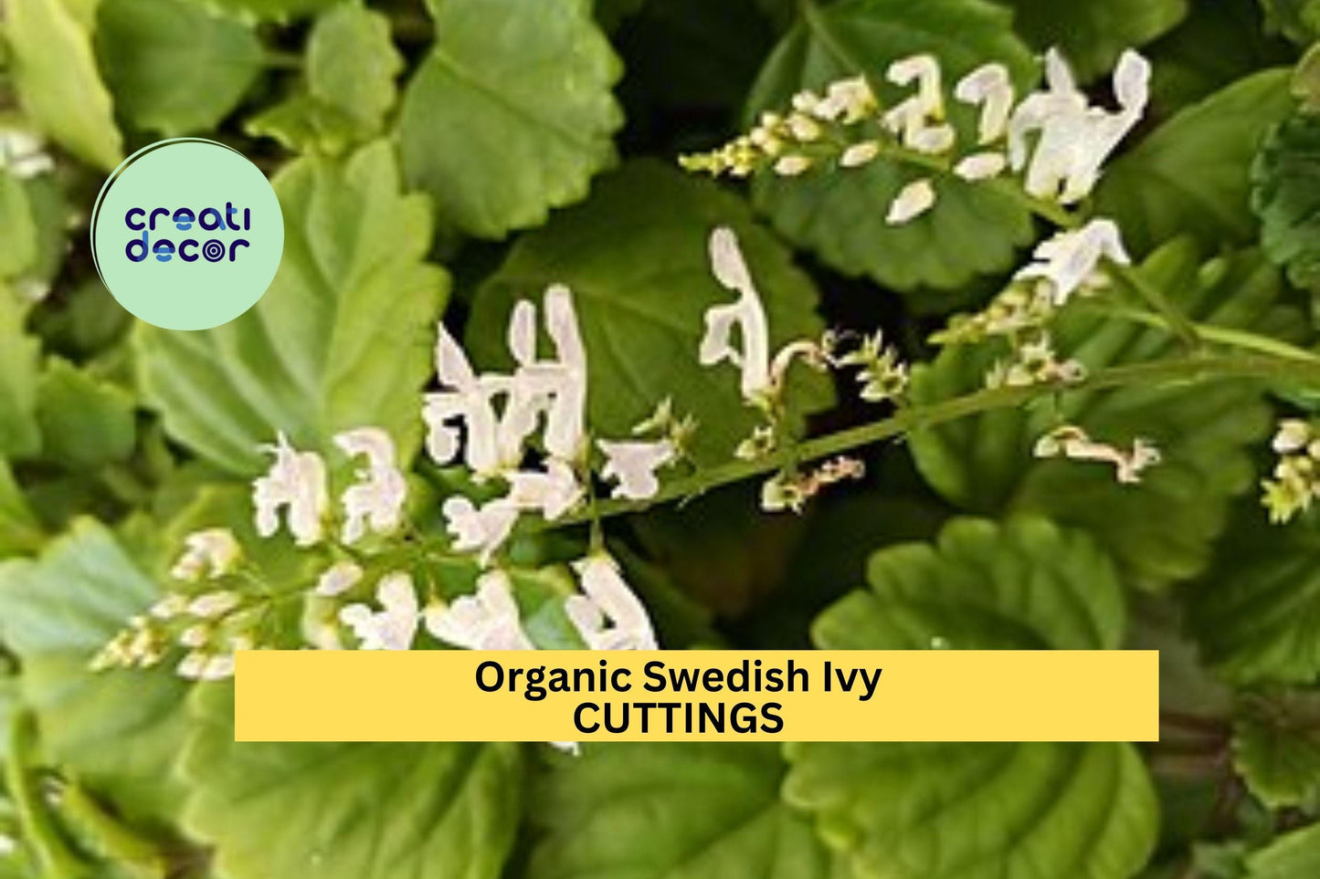 10 Organic Swedish Ivy Cuttings – Unrooted Plectranthus verticillatus Stems | Fast-Growing Trailing Plant for Pots or Hanging Baskets