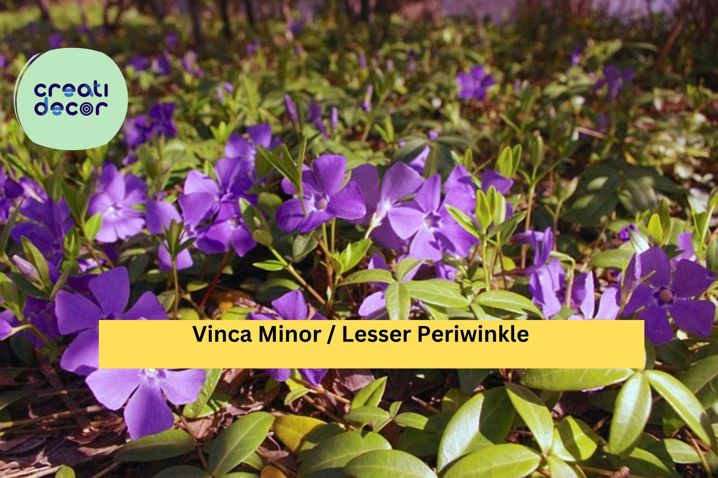 Vinca Minor Live Plants – 50 Bare Roots or 2.5" Pots, Dwarf Periwinkle Ground Cover, Evergreen Vine for Shade Gardens, Hardy Zones 4–9