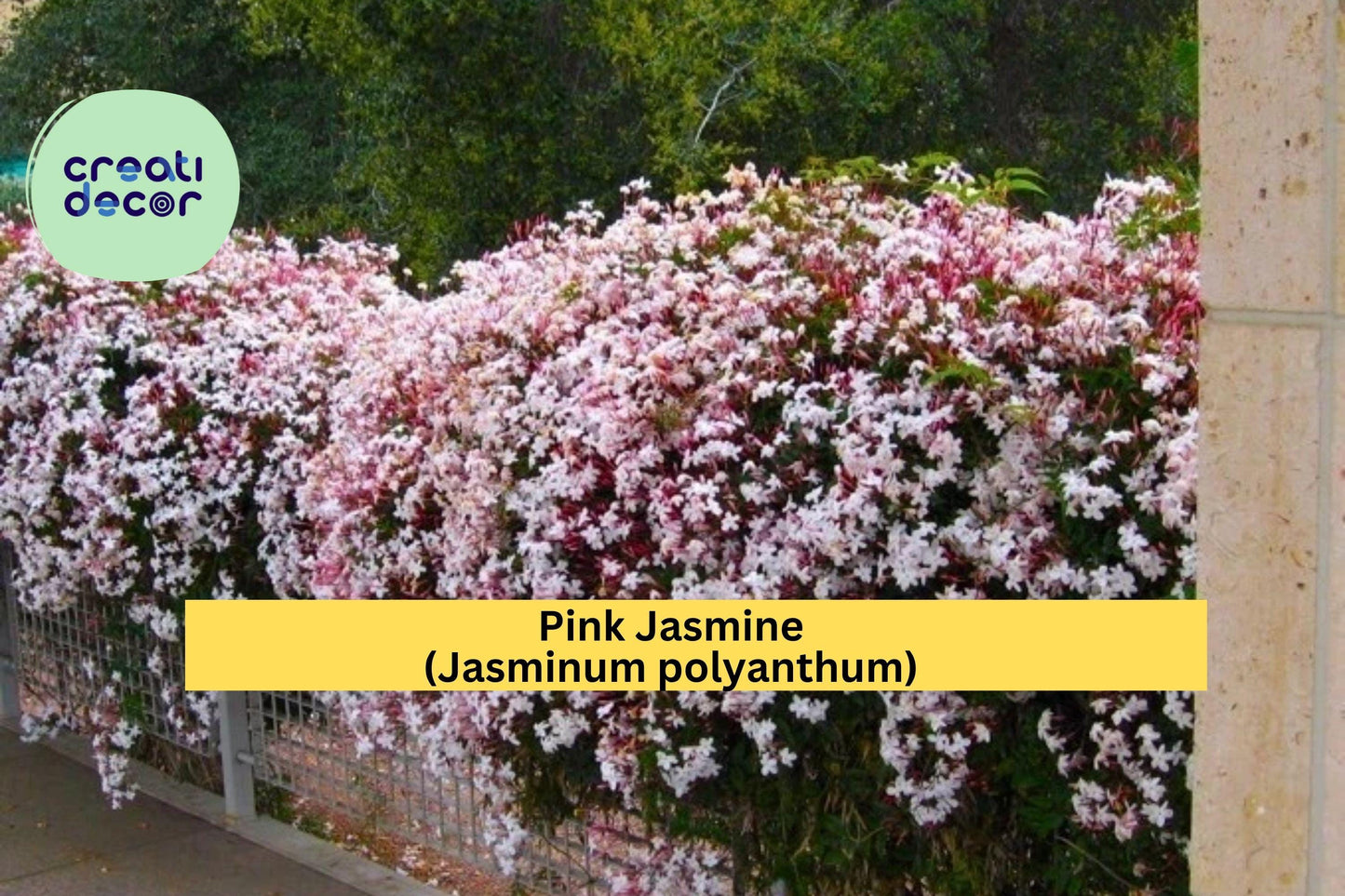 Pink Jasmine Starter Plant – Jasminum polyanthum – Rooted Live Vine with Extremely Fragrant Pink-White Blooms for Garden or Patio