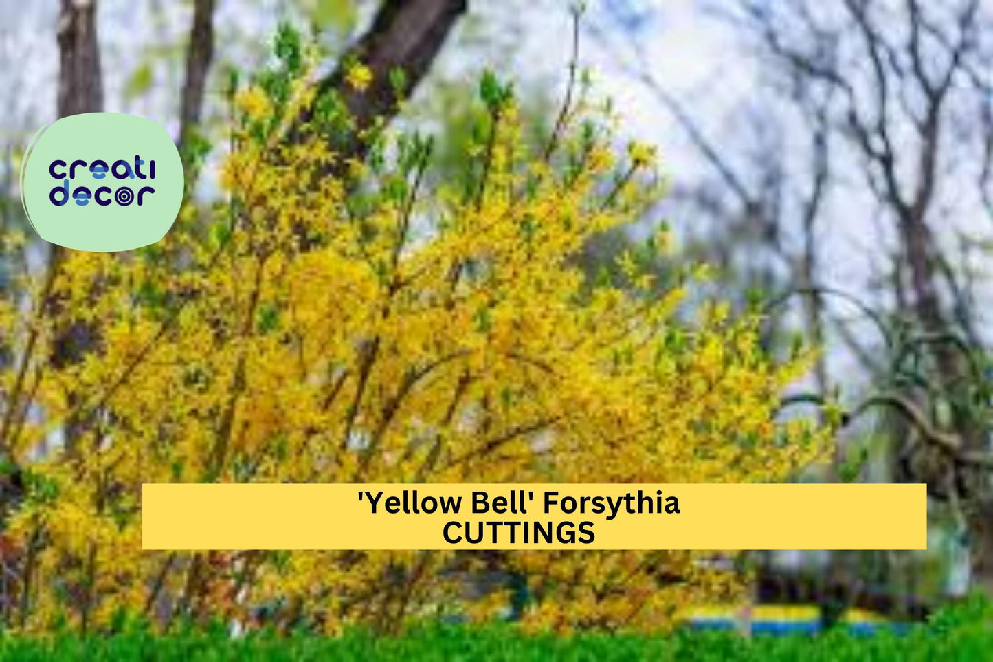15 Forsythia ‘Yellow Bell’ Cuttings – Hardy Ornamental Shrub | Bright Spring Flowering Hedge Plant for Gardens, Privacy Screens, or Borders