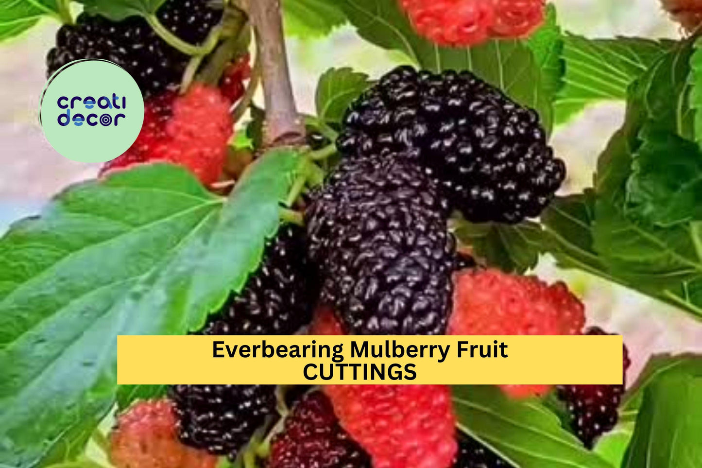 6 Illinois Everbearing Mulberry Cuttings – 6–10” Scions for Grafting or Rooting | Morus rubra x alba Tree for Orchards or Food Forests
