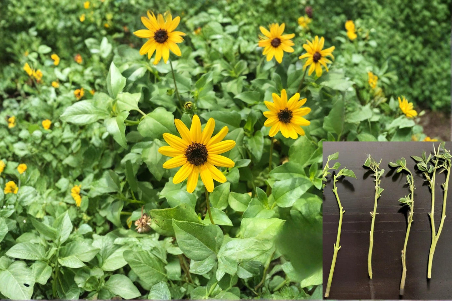 West Coast Dune Sunflower 4 Cuttings Unrooted (Helianthus debilis) Yellow Beach Sunflower