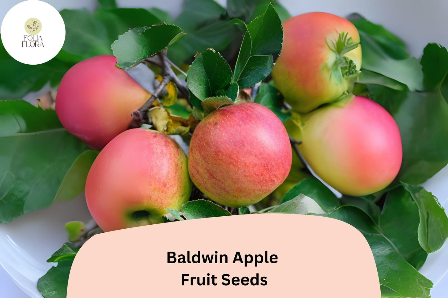 25+ Baldwin Apple Seeds for Planting | Heirloom Cold Hardy Apple Tree | Sweet Crisp Fruit | Garden Orchard Seeds