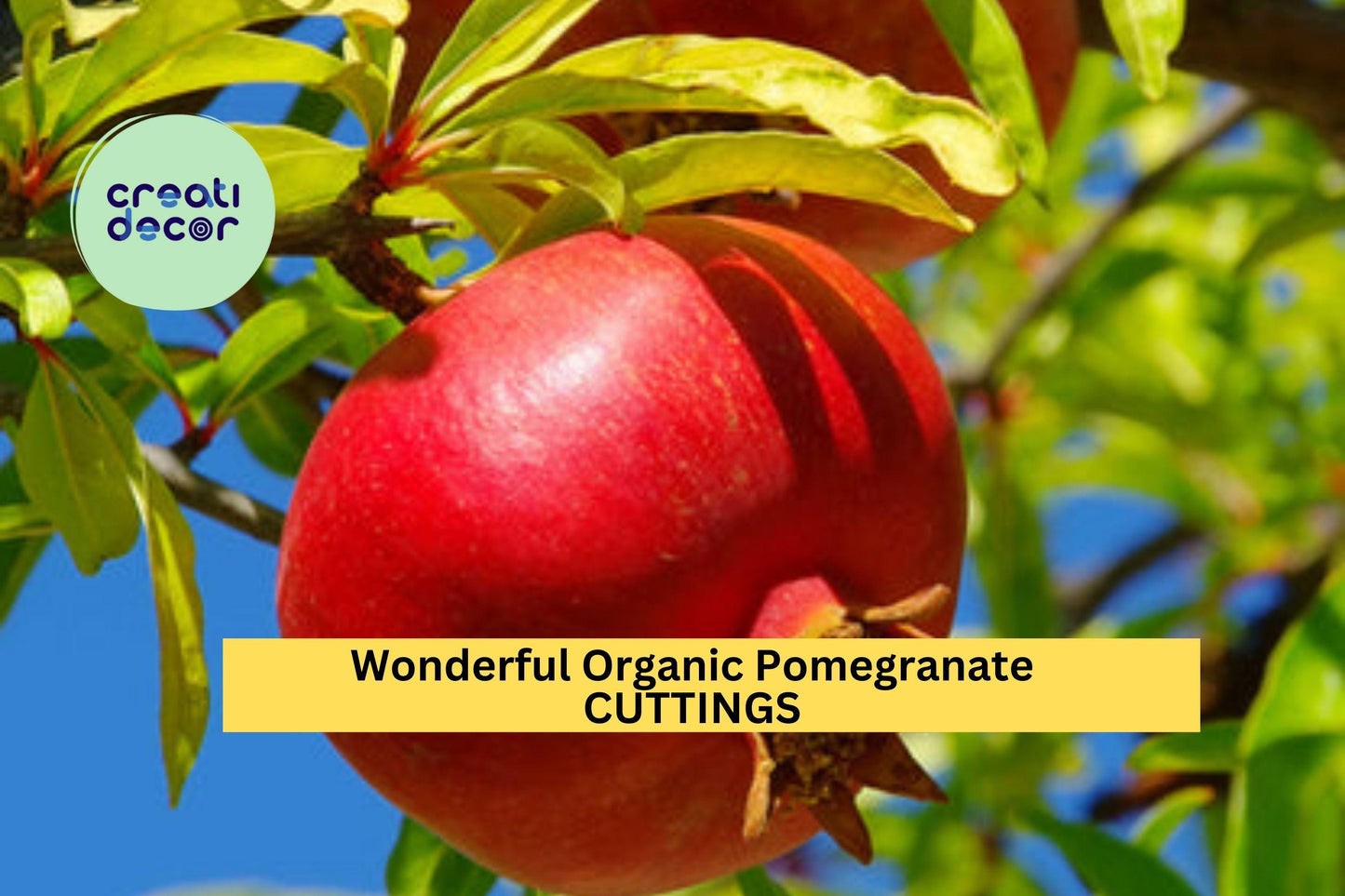 8 Wonderful Pomegranate Cuttings | Organic Punica Granatum Starters | 9"+ Unrooted Wood | Grow Fruit Trees in Garden or Pots