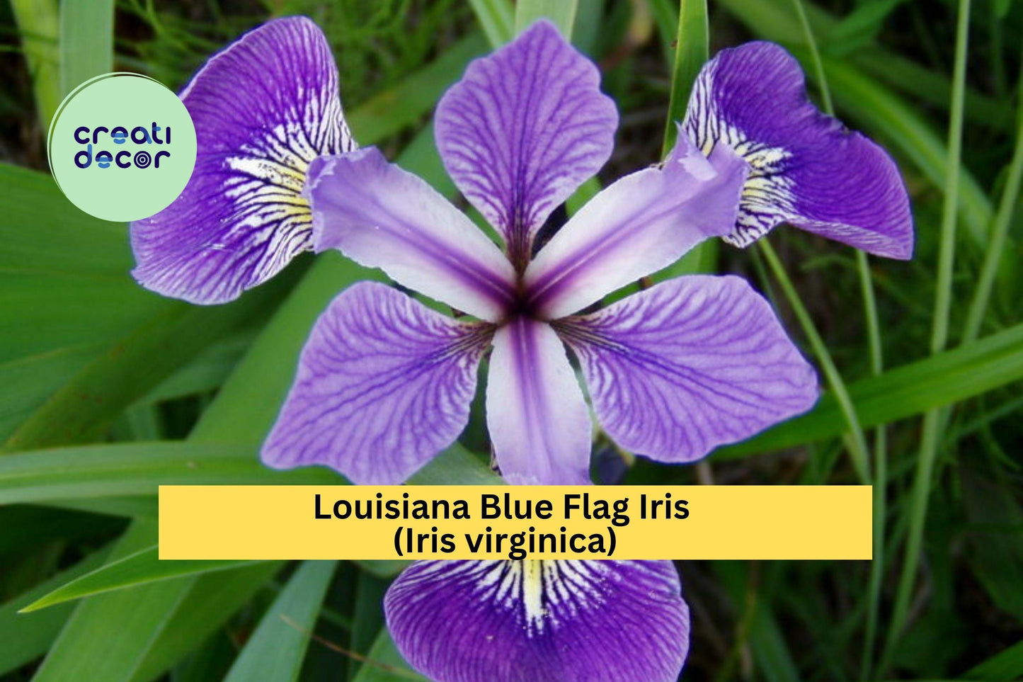 Louisiana Blue Flag Iris Live Aquatic Plant – Hardy Perennial for Pond Edges or Wet Gardens – Iris virginica Bare Root