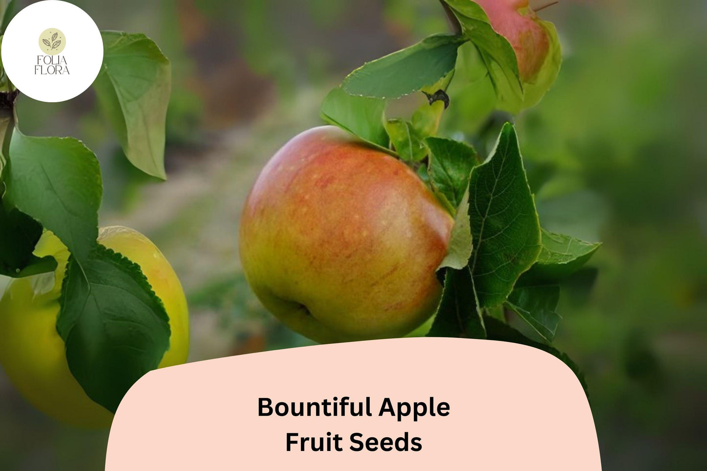 25+ Bountiful Apple Seeds – Malus domestica Heirloom Fruit Tree Seeds for Home Orchards