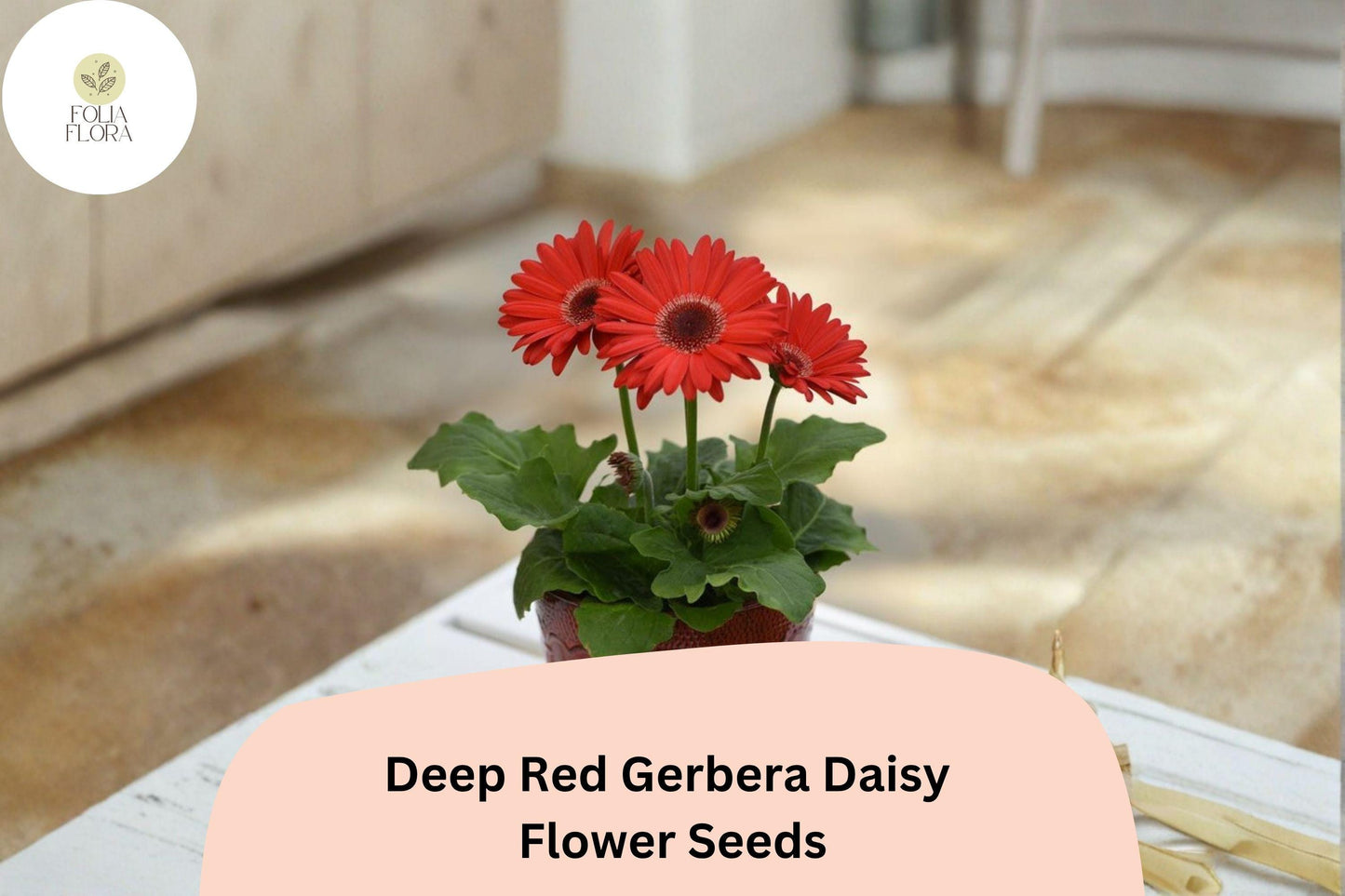 200+ Deep Red Gerbera Daisy Seeds | Gerbera jamesonii | Bright Cut Flower | Perennial Garden Blooms