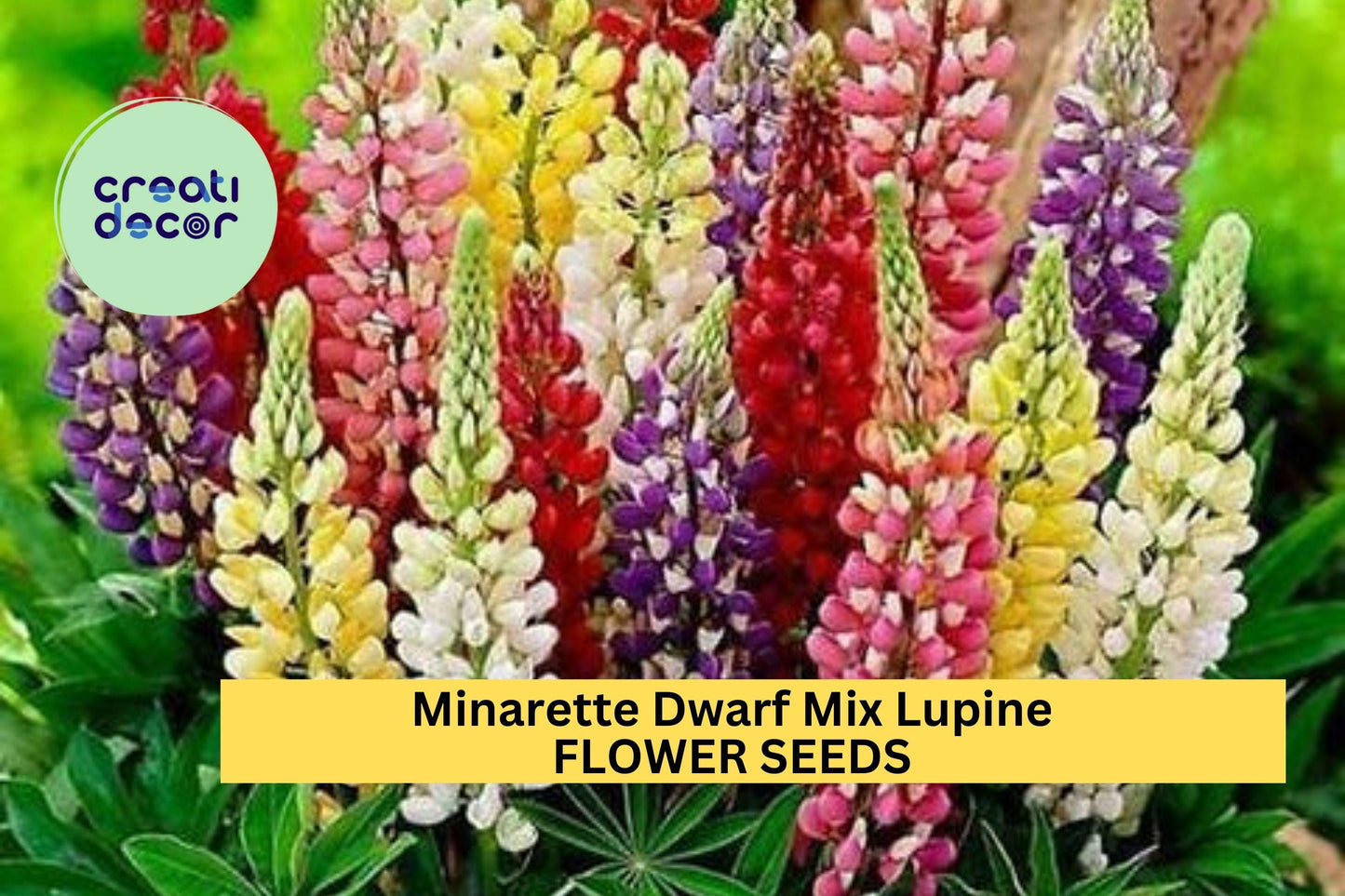 25+ Minarette Dwarf Mix Lupine Seeds – Compact Spiked Blooms in Colorful Shades for Garden Beds, Borders & Pots – USA