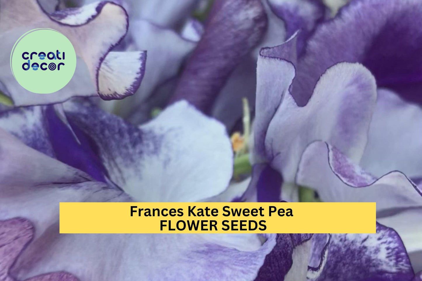 50+ Frances Kate Sweet Pea Seeds – Rich Purple Fragrant Blooms for Garden Planting, Climbing Vines for Trellises & Bouquets – USA