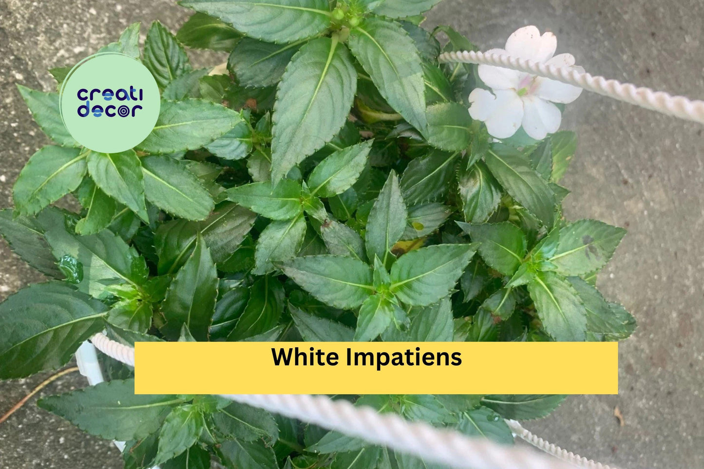 White Impatiens Plants | Live Rooted 6-Inch Starter | Impatiens walleriana Annual Flower for Containers, Borders & Shaded Gardens