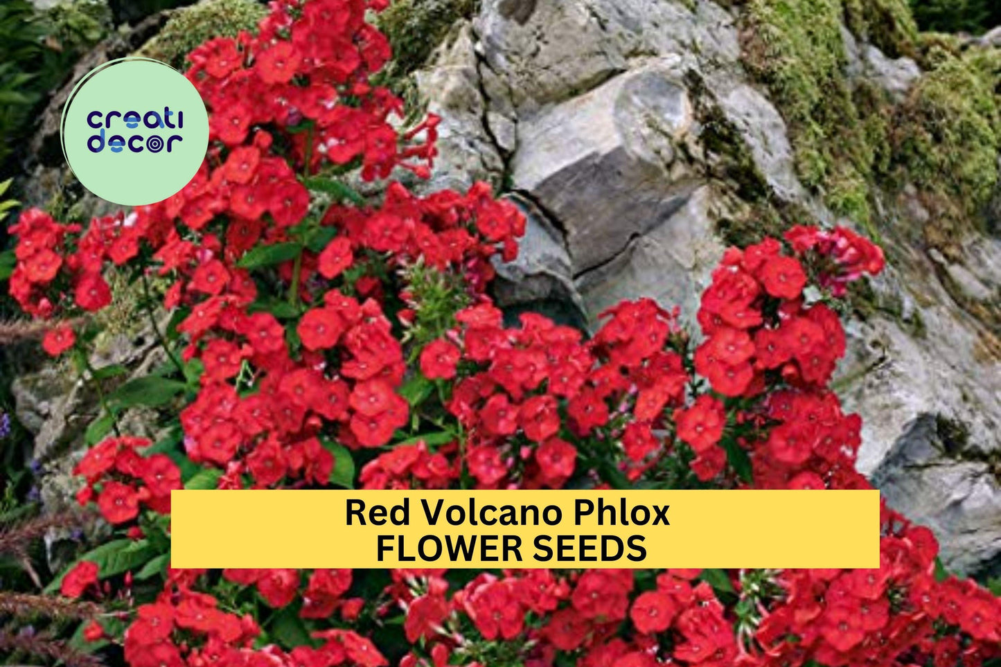 100+ Red Volcano Phlox Seeds – Bold Red Cluster Blooms for Garden Planting, Fragrant Perennial for Pollinator Gardens & Borders – USA