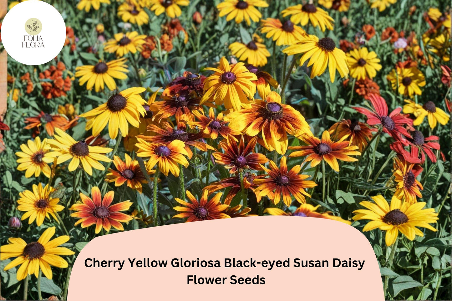 200+ Cherry Yellow Gloriosa Black-eyed Susan Daisy Seeds | Rudbeckia hirta | Bright Red-Yellow Garden Flowers