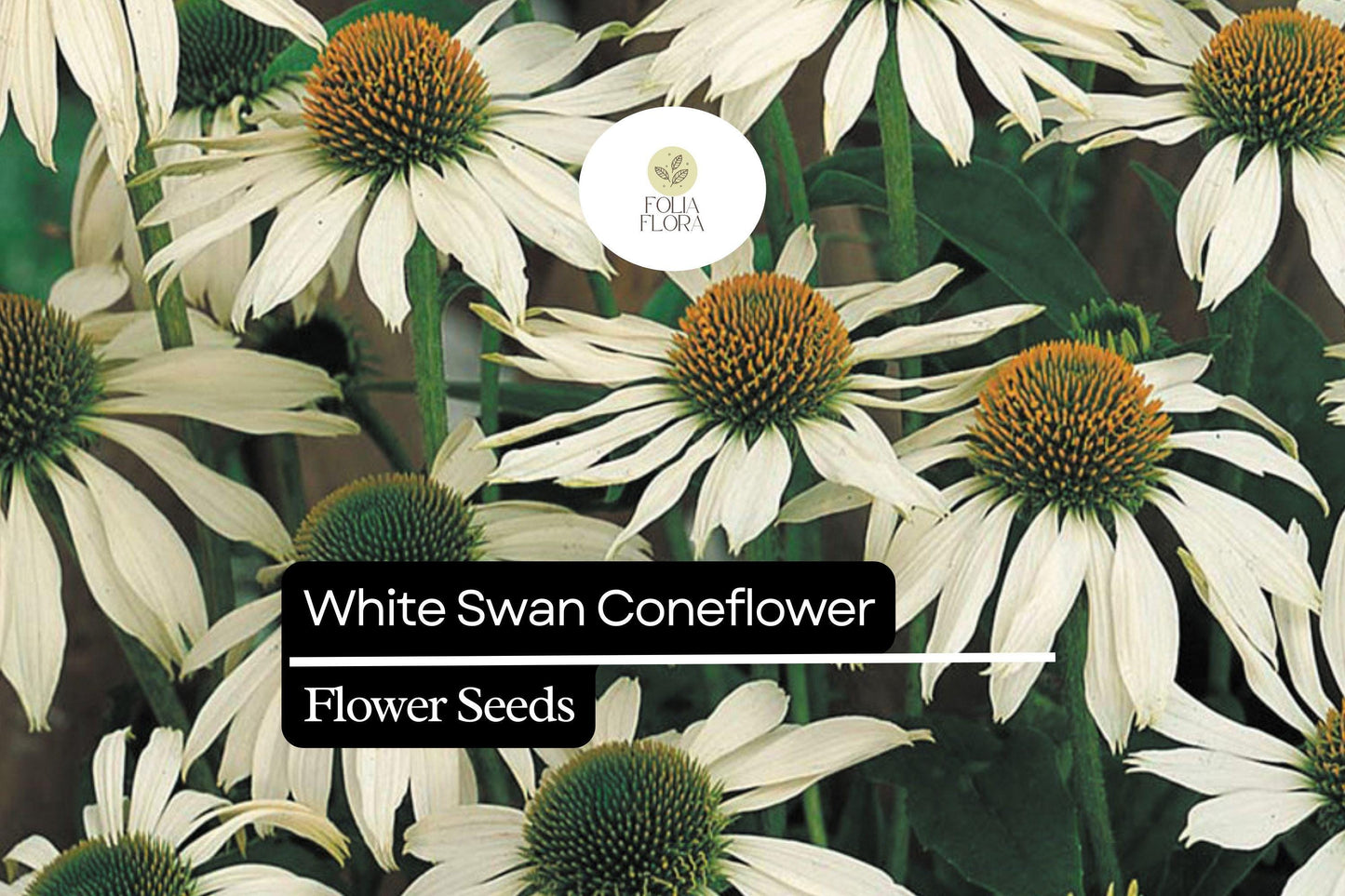White Swan Coneflower Seeds (Echinacea purpurea 'White Swan') | 25-500 Seeds – Elegant White Blooms for Gardens