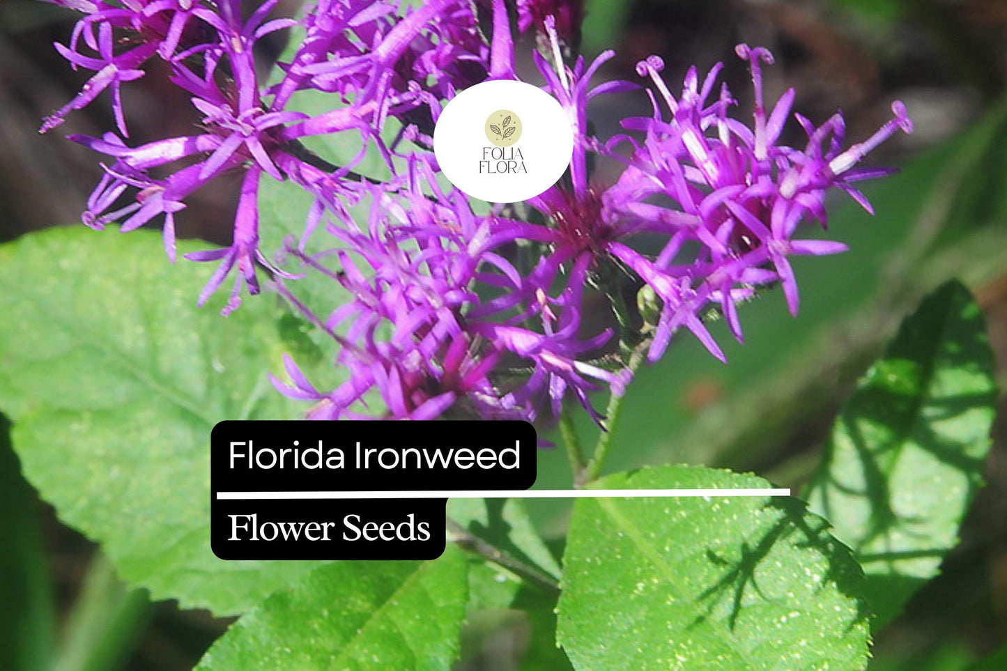 Florida Ironweed Seeds (25) | Vernonia angustifolia | Native Wildflower | Pollinator-Friendly Perennial for Natural Gardens