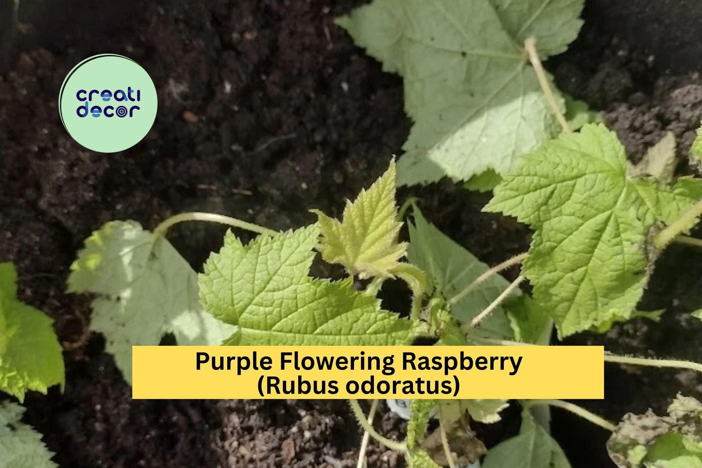 Purple Flowering Raspberry – Rubus odoratus Live Thornless Starter Plant, Ornamental Shrub with Large Purple Blooms, Self-Pollinating