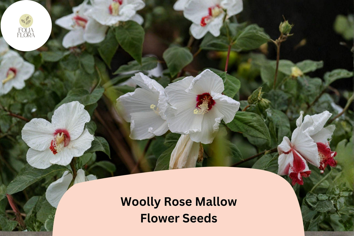 Woolly Rose Mallow Seeds – 25 Hibiscus lasiocarpos | Native White Hardy Hibiscus with Red Center