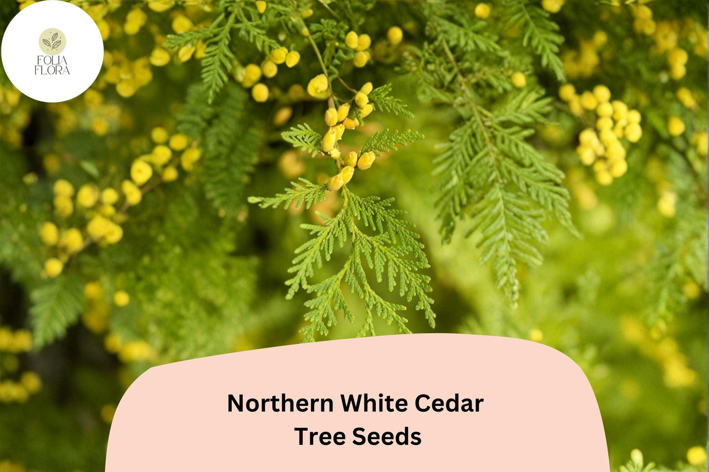 Eastern Arborvitae Seeds 50 | Thuja occidentalis Northern White Cedar Evergreen Tree Seeds