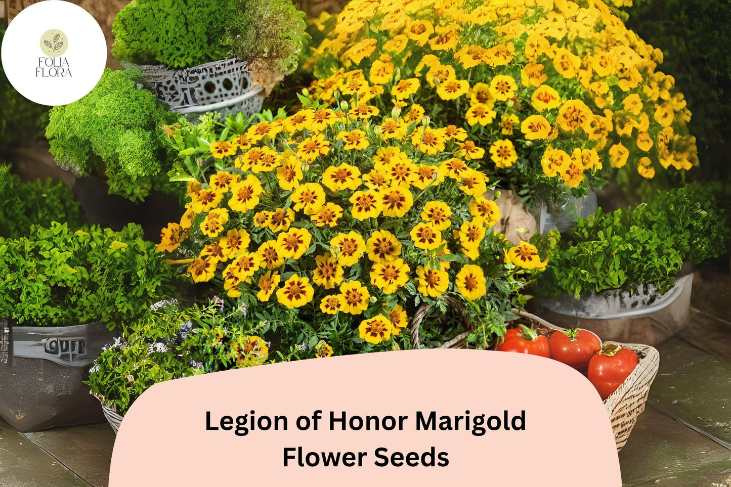 25+ Legion of Honor Marigold Seeds | Tagetes patula | French Marigold | Compact Yellow & Red Blooms for Garden Planting