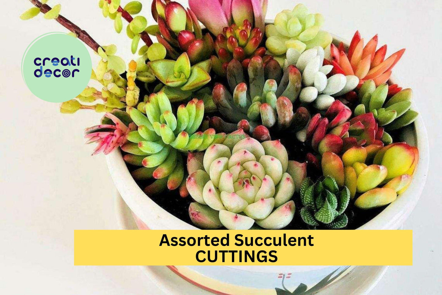 10 Assorted Succulent Cuttings – Clippings for Dish Gardens, Terrariums & Fairy Gardens, Easy Rooting Variety Mix – USA