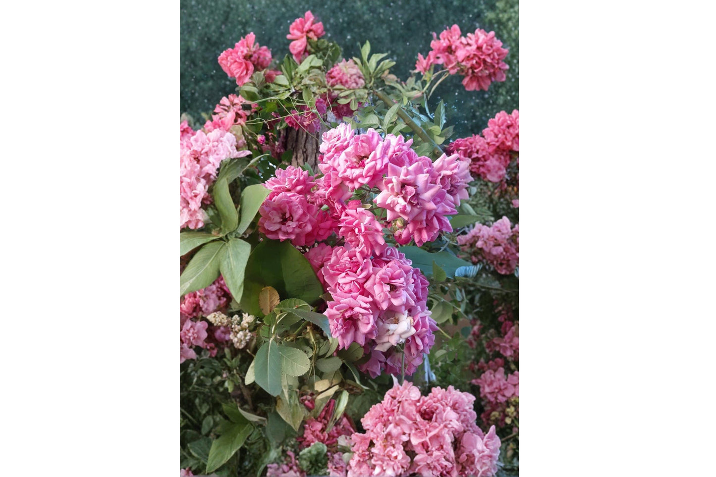 French Rose 4 Cuttings 6-8 Inches Unrooted Climbing Rose