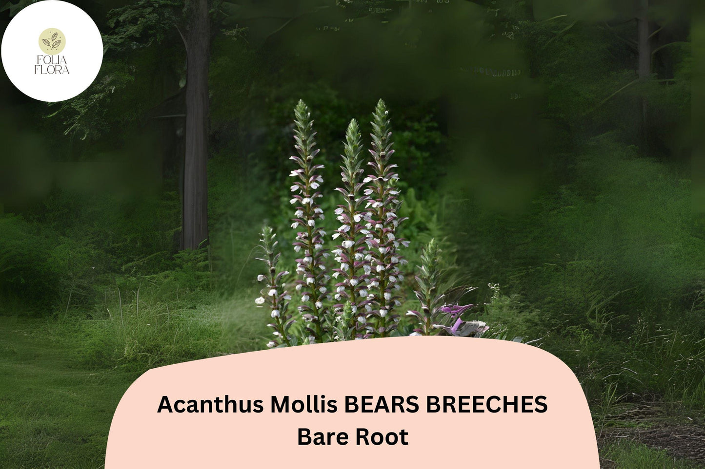 Acanthus mollis Bear’s Breeches | 3 Live Plants 6–12” Purple White Flower Perennial