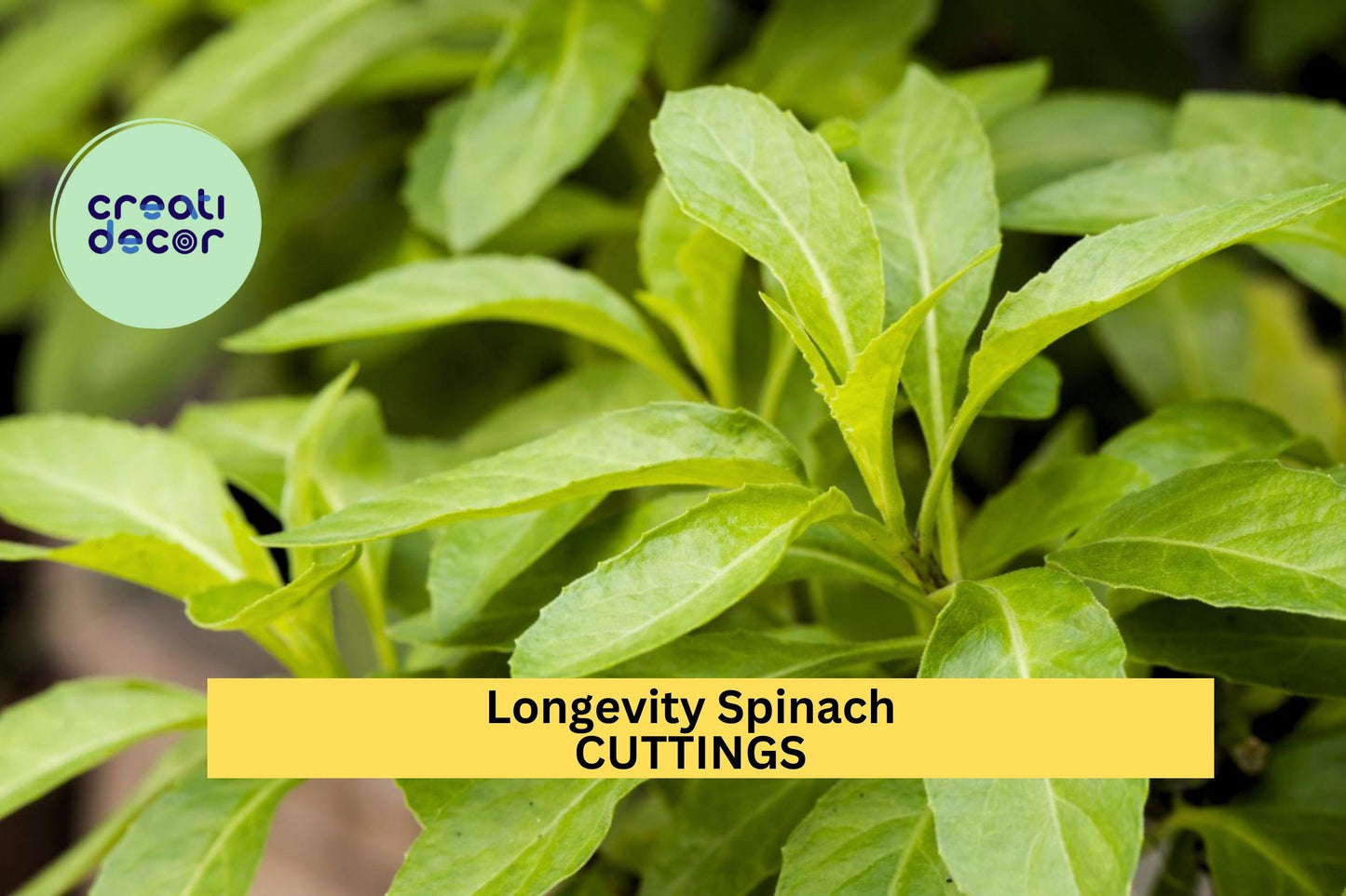 4 Longevity Spinach Cuttings – Gynura procumbens | Perennial Green Leafy Vegetable Plant for Warm Climates, Easy to Grow in Pots or Beds