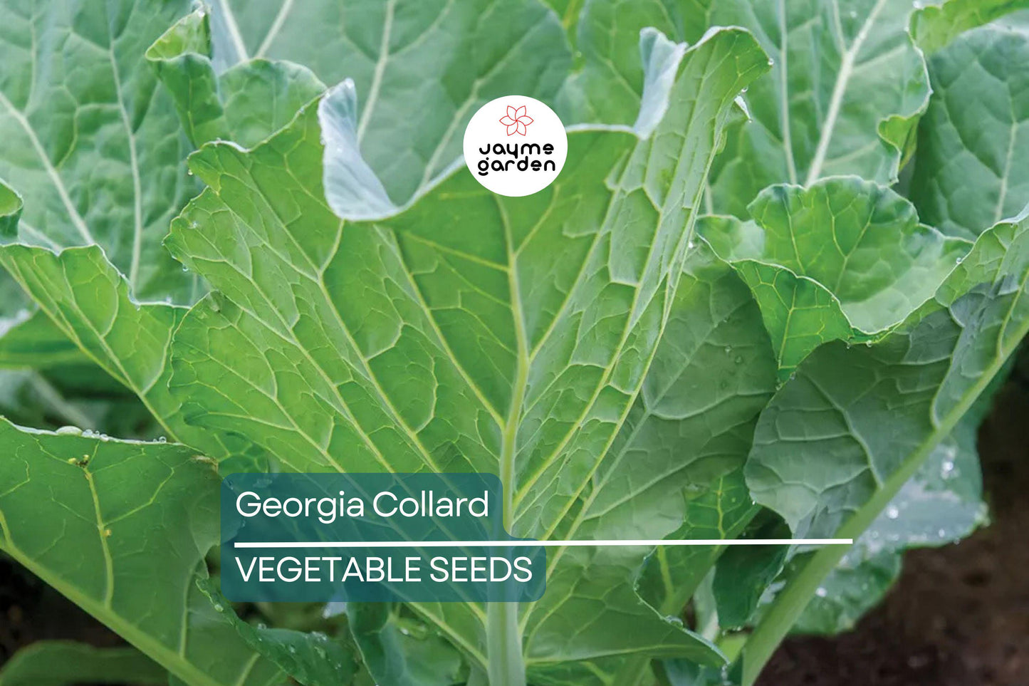2,000 Georgia Collard Seeds β Heirloom, Non-GMO, Cold & Heat Tolerant, Free Shipping