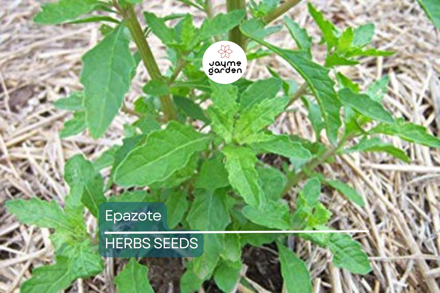 300 Epazote Seeds | Chenopodium Ambrosioides | Mexican Herb, Non-GMO, Culinary & Medicinal