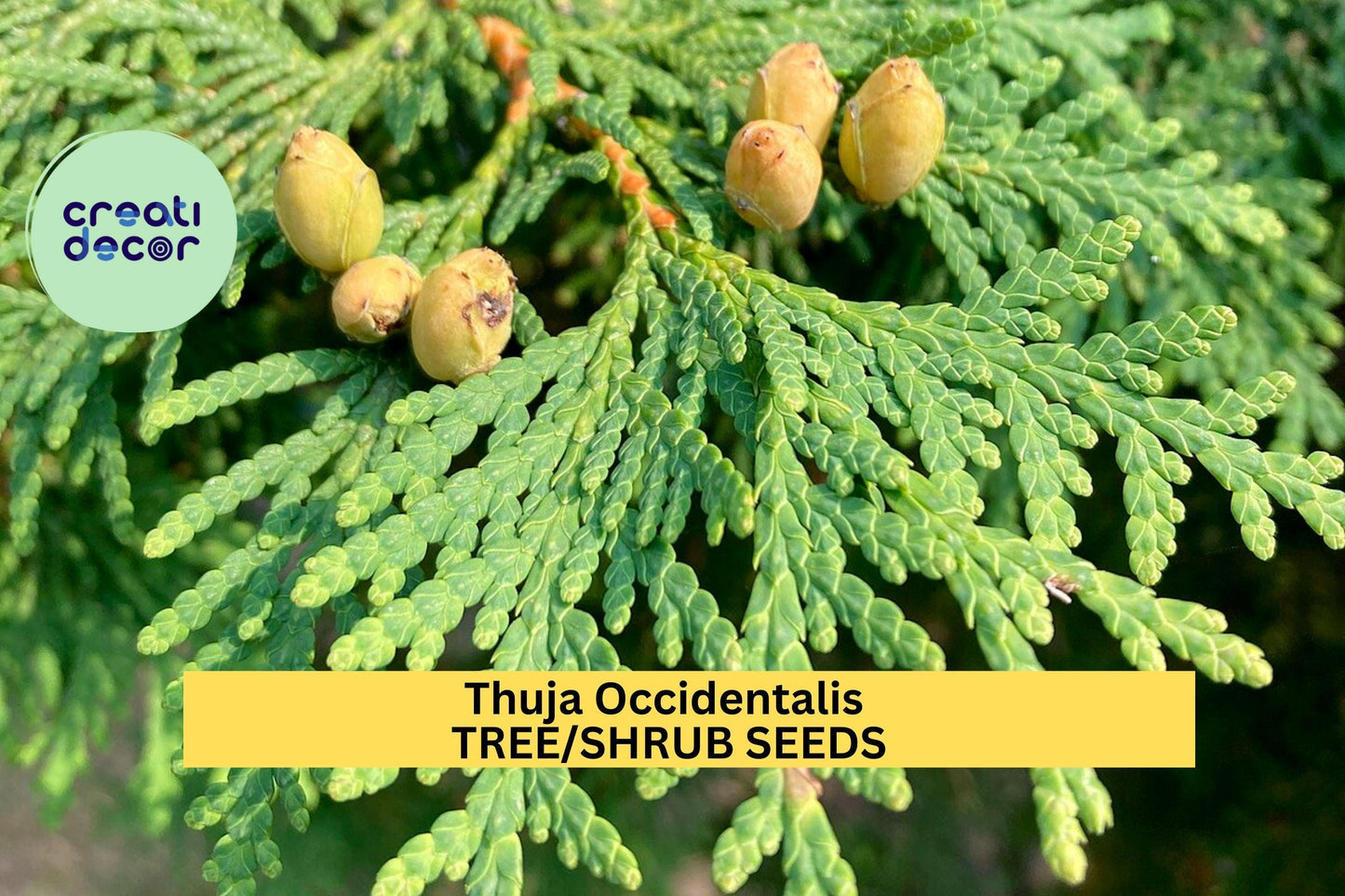 50 SeedsThuja occidentalis – Eastern Arborvitae Tree – Cold Hardy Evergreen for Hedges, Privacy Screens, Windbreaks, and Native Landscaping