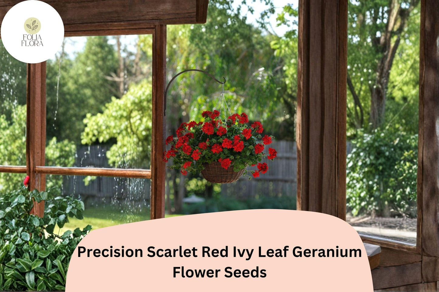 25+ Precision Scarlet Red Ivy Leaf Geranium Seeds | Trailing Red Geranium | Hanging Basket & Garden Flower