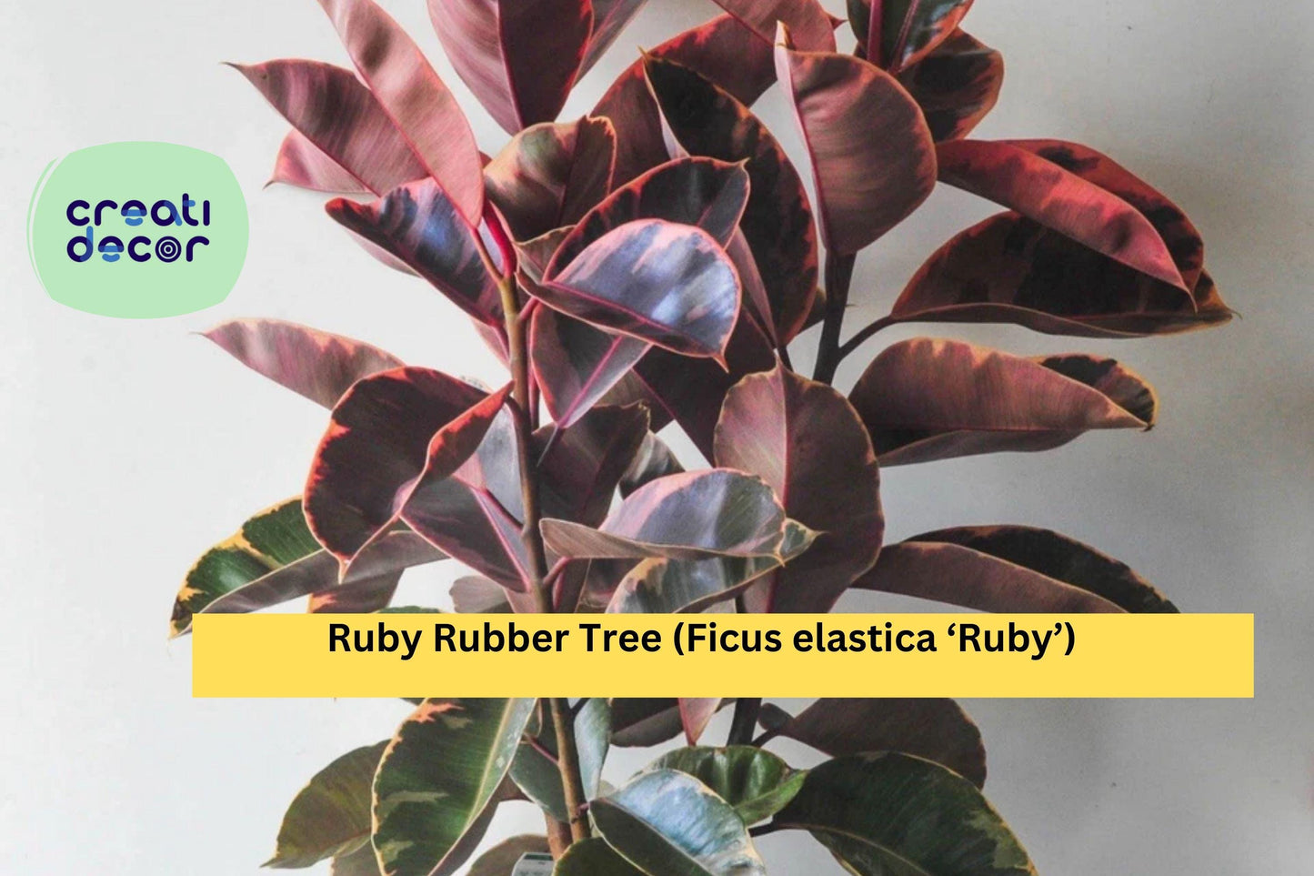 Ruby Rubber Tree – Ficus elastica ‘Ruby’ Small Rooted Starter Plant, Variegated Houseplant with Pink, Cream, and Green Foliage