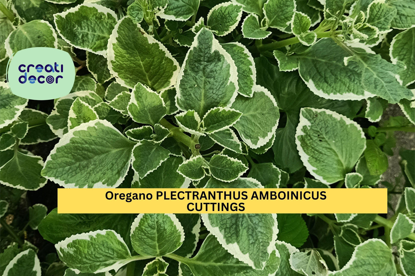 5 Variegated Cuban Oregano Cuttings | Plectranthus Amboinicus Herb Starter | Fresh Unrooted Succulent-Like Herb Plant