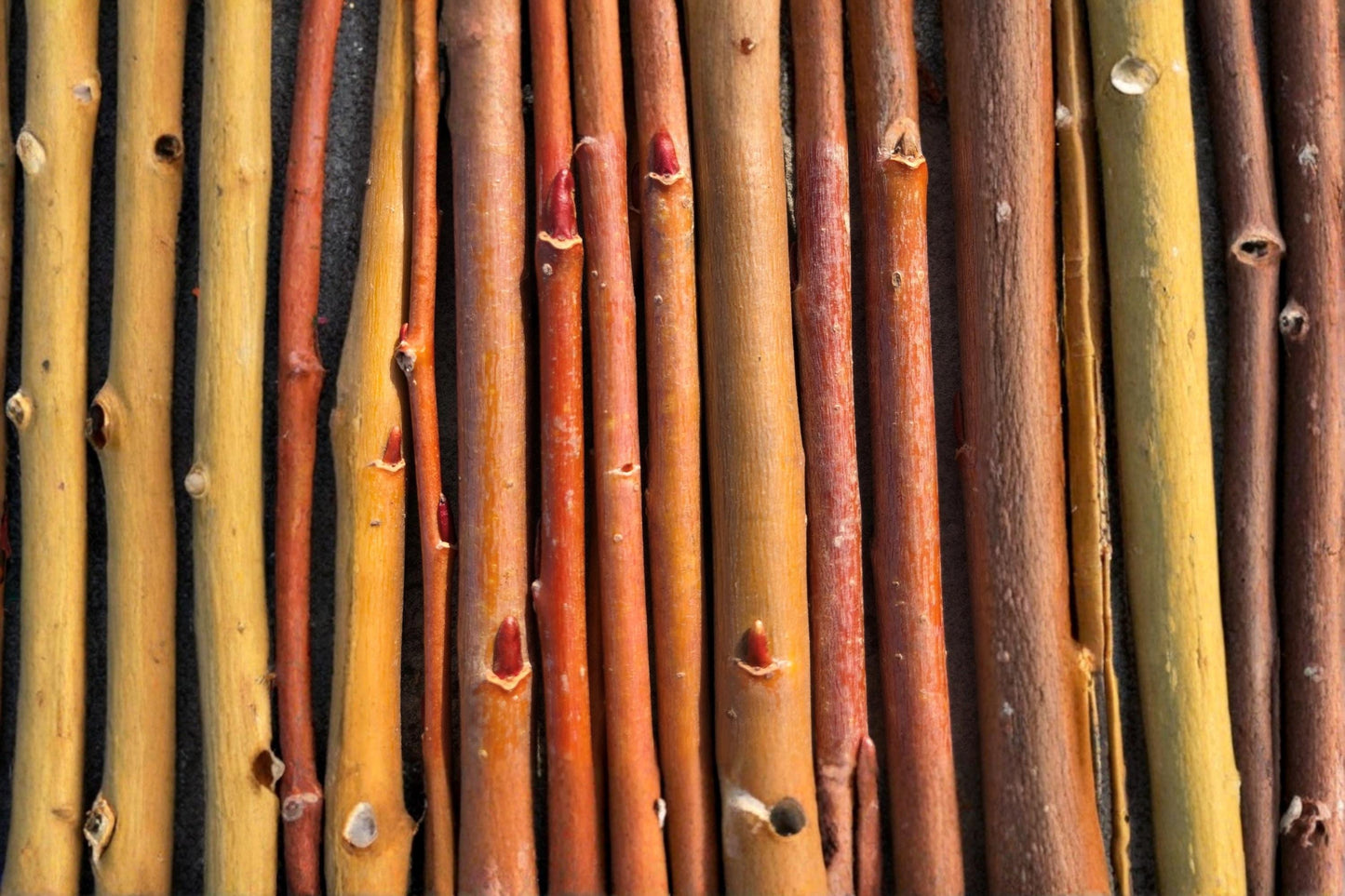 Orange Basket Willow 10 Cuttings Unrooted Hardwood (Salix sp.) 10-12 Inches