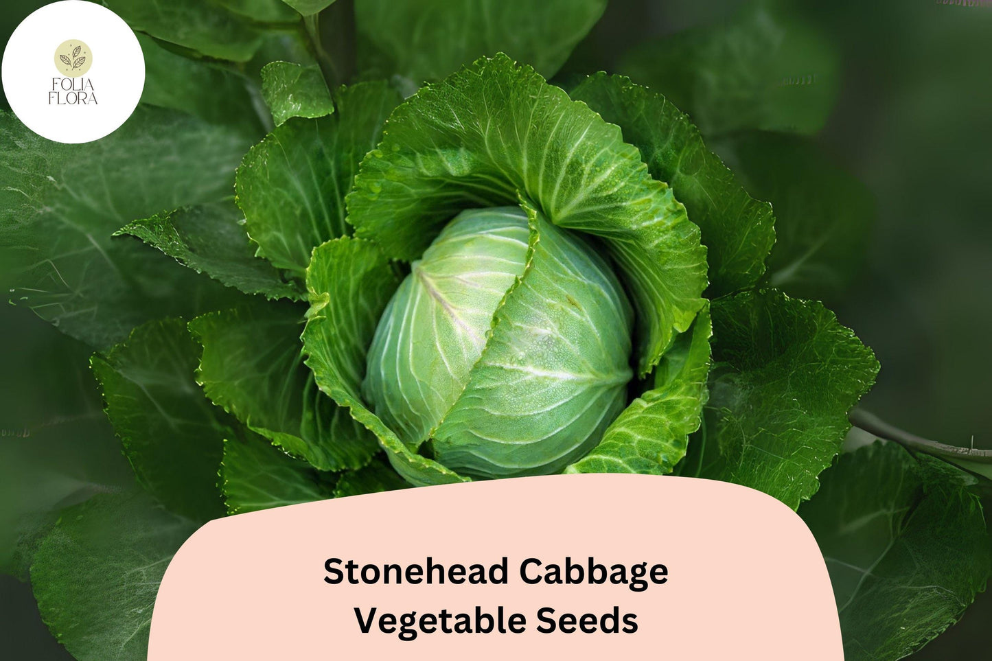 500+ Stonehead Cabbage Seeds | Brassica oleracea | Heirloom Green Cabbage | Bulk Garden Vegetable Seeds
