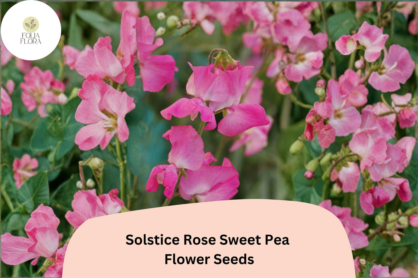 Solstice Rose Sweet Pea Seeds | Lathyrus odoratus Climbing Vine (50+ Seeds) for Garden Planting