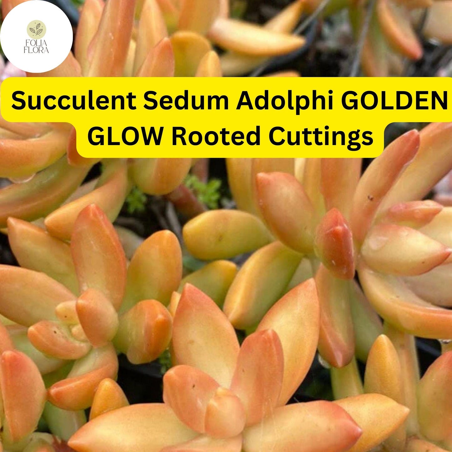 2 Bare Root Live Plants 2" Sedum adolphi ‘Golden Glow’ Succulent | Vibrant Yellow-Green Foliage | Easy Care | Indoor/Outdoor Plant