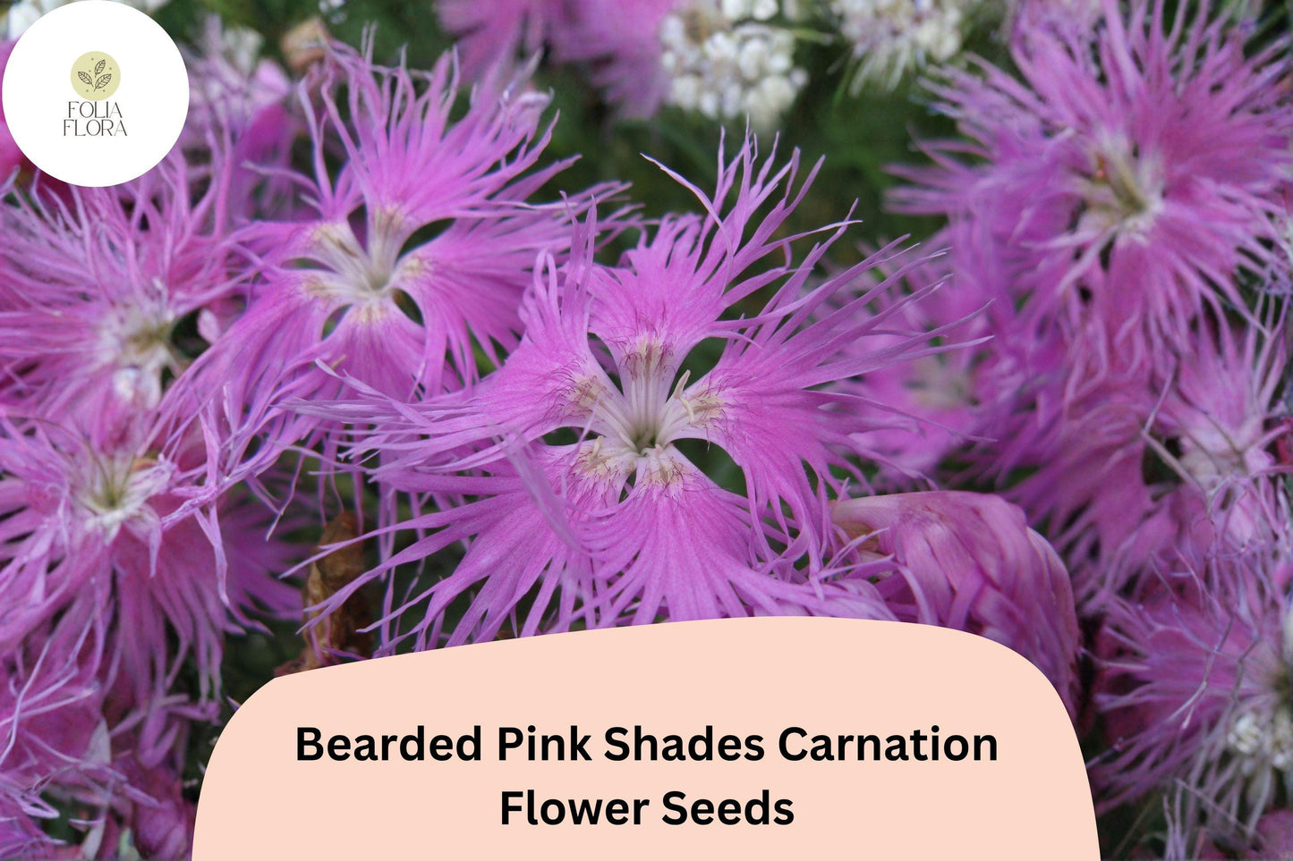 200+ Bearded Pink Shades Carnation Seeds | Dianthus barbatus | Fragrant Pink Blooms for Garden & Borders