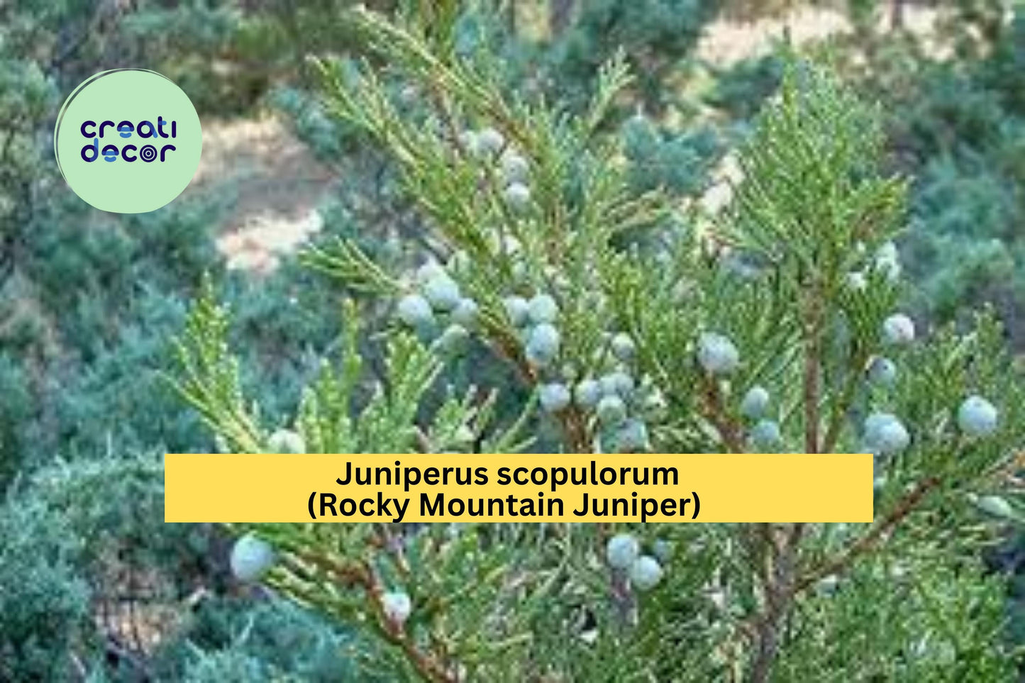 Juniperus scopulorum Seeds Rocky Mountain Juniper 15 Count Evergreen Conifer Tree Seeds Hardy Landscape Plant