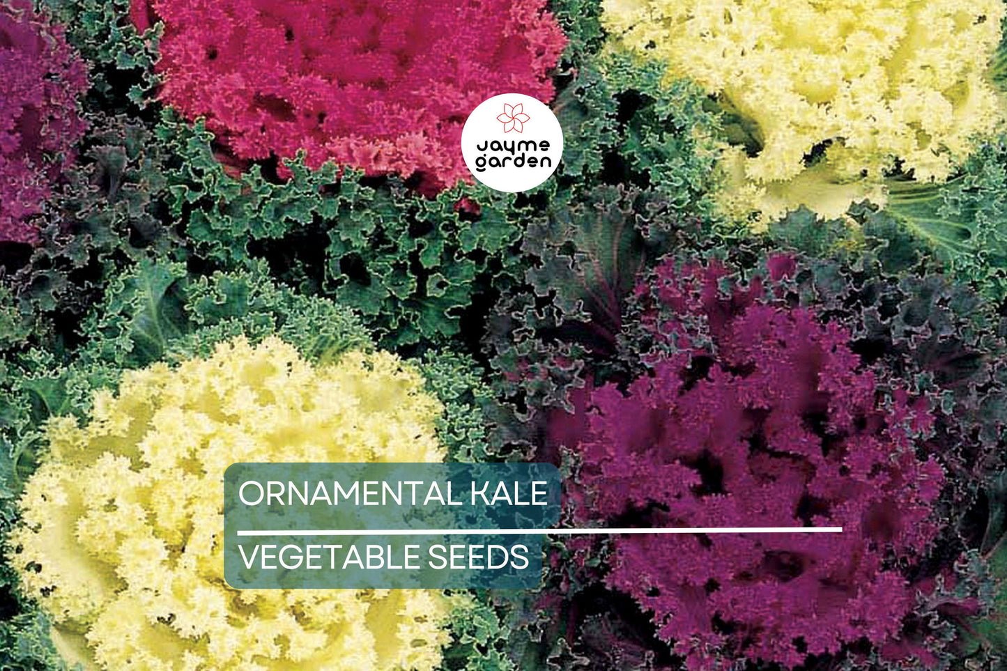 50 Ornamental Kale Seeds β Non-GMO Heirloom, Free Shipping, Decorative Garnish