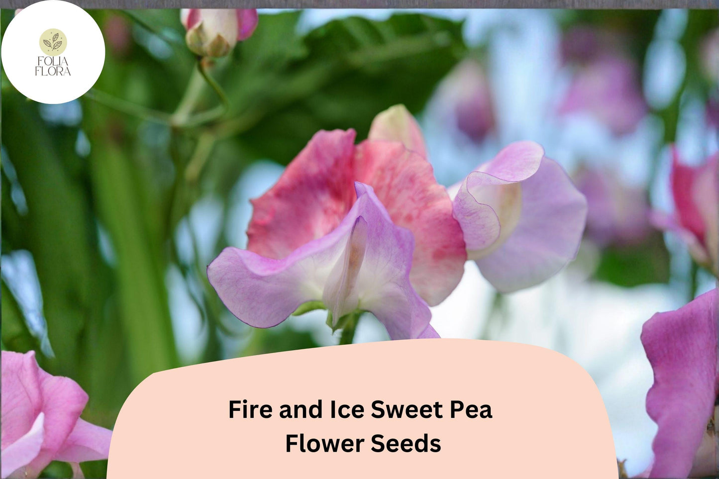 Fire and Ice Sweet Pea Seeds | Lathyrus odoratus Red Purple Bicolor Blooms Garden Planting (50+ Seeds)